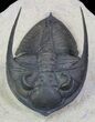 Zlichovaspis Trilobite - Great Eye Facets #69747-4